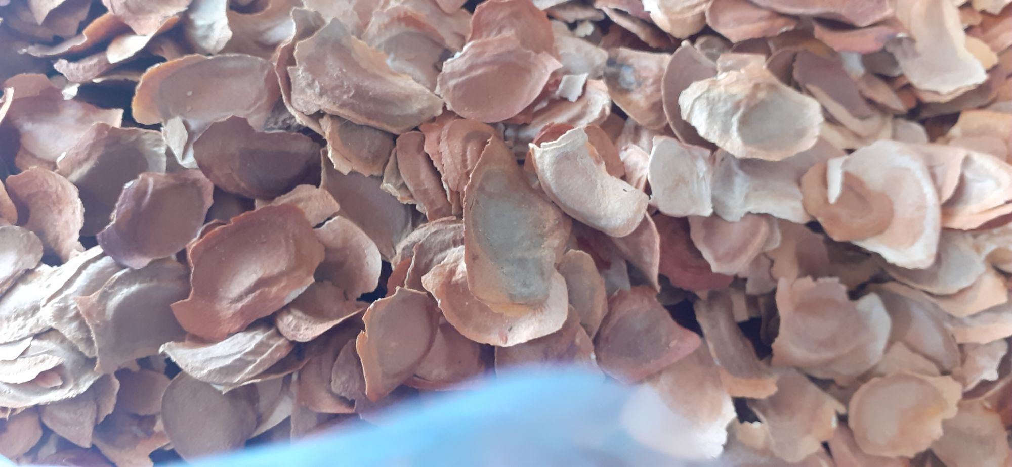 200 gram hạt xà cừ