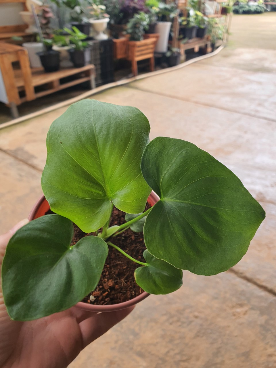 Trầu bà thanh xuân cây con