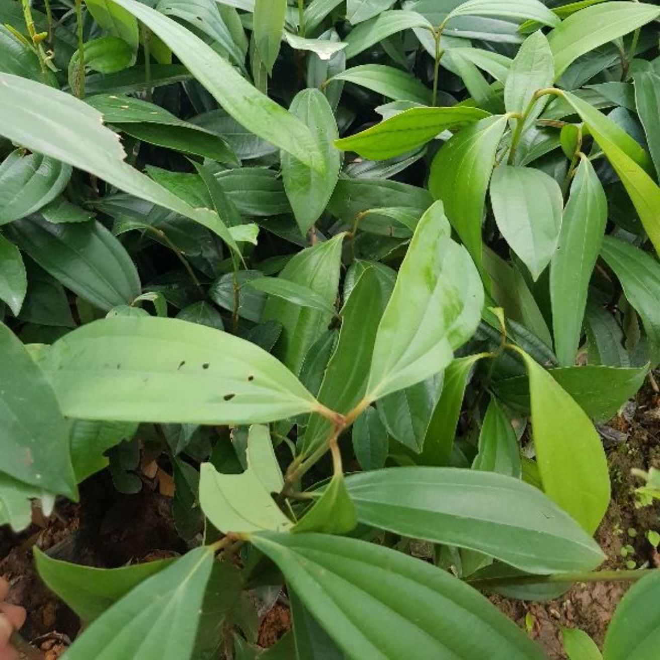 5 cây quế giống, cây đẹp khỏe nguyên bầu