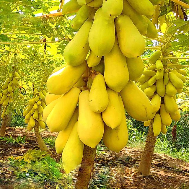 Cây giống đu đủ da vàng
