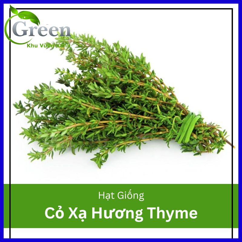 Hạt Giống Cỏ Xạ Hương Thyme (Gói 100 hạt) Trồng Chậu, Chịu Nhiệt Tốt