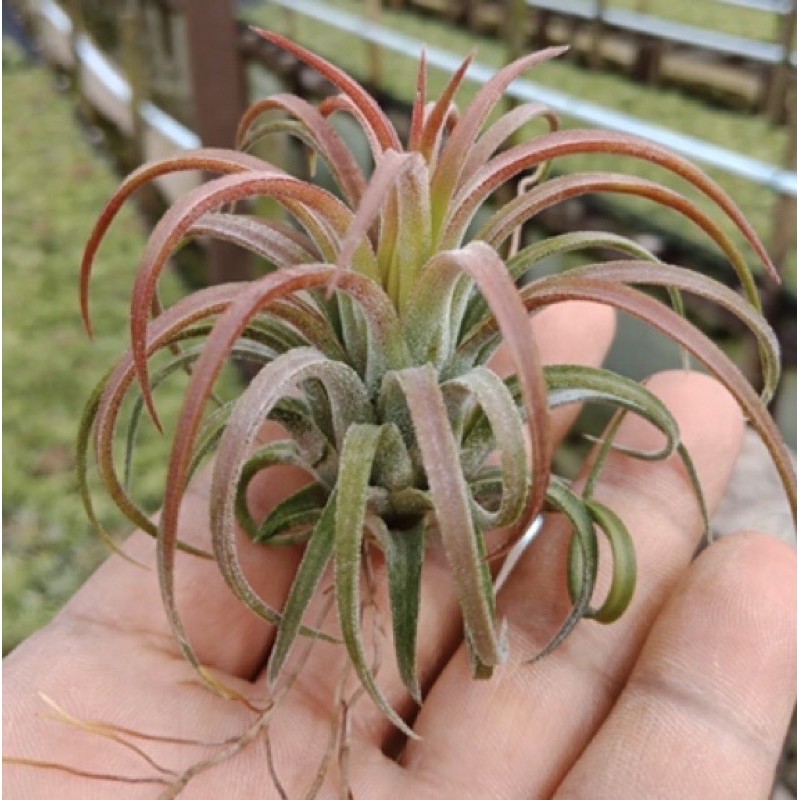 Cây Không Khí Ion Curly Leaf