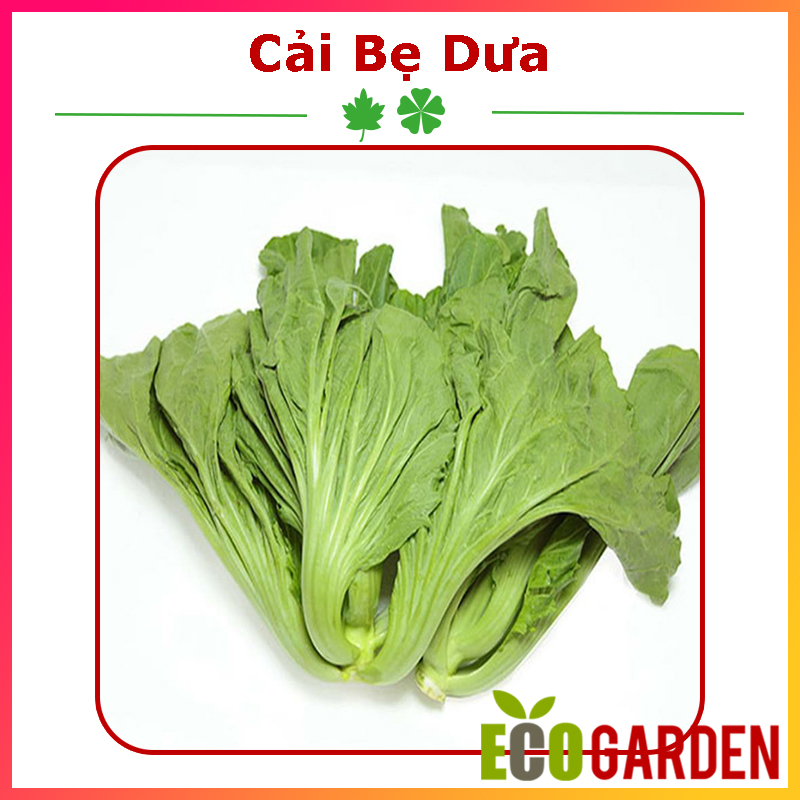 Hạt giống cải bẹ dưa