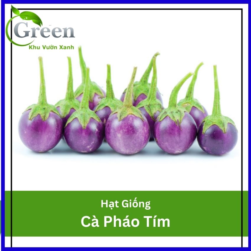 Hạt Giống Cà Pháo Tím
