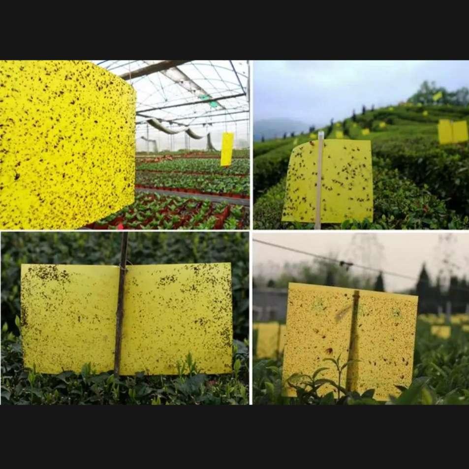 [HCM]10 Miếng bẫy côn trùng cho vườn Lan