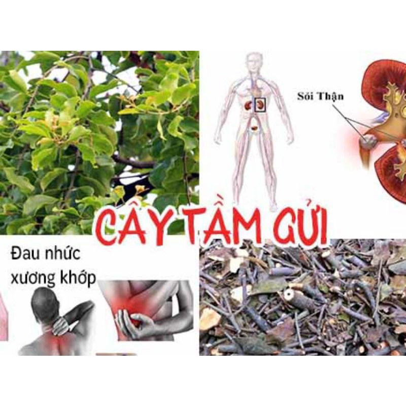 [Shop Mới] Tang ký sinh, Tầm gửi ( cây khế, cây bưởi )