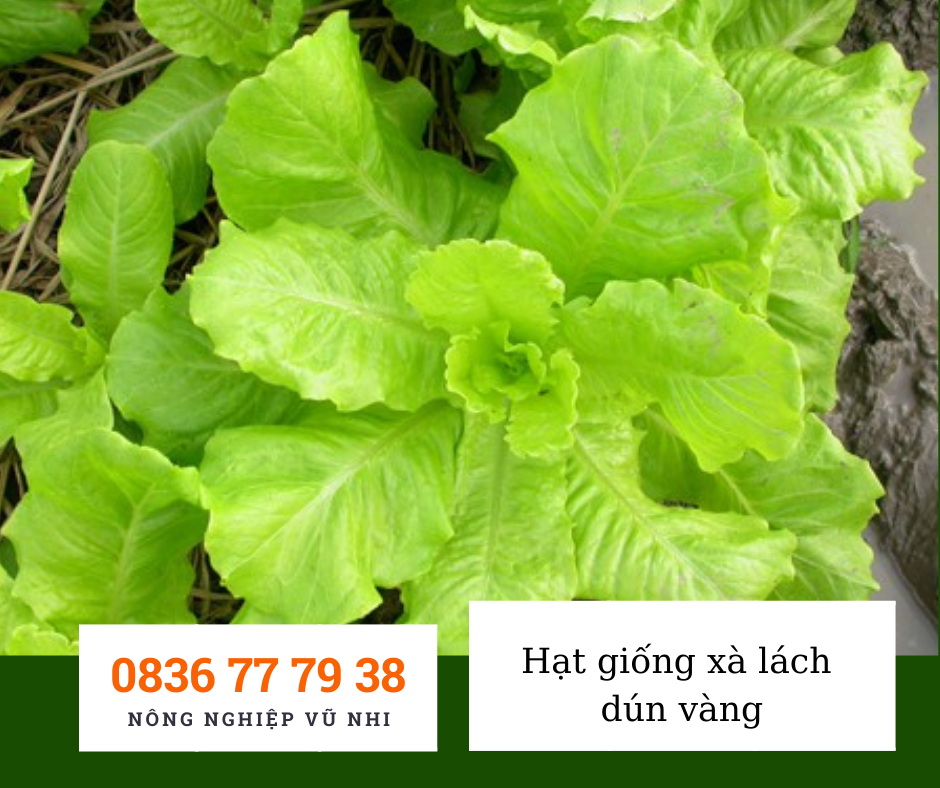 Hạt giống xà lách dún vàng 10gr ( 2500 Hạt)