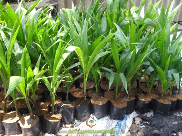 cây giống dừa xiêm lùn Bến Tre