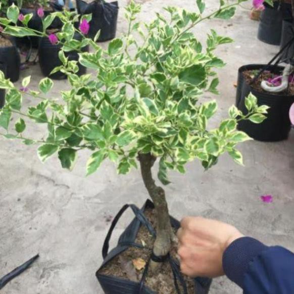 Cây bông giấy cẩm thạch