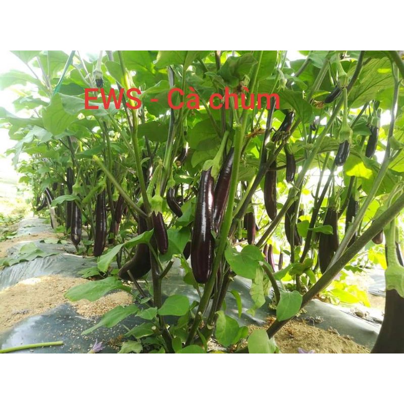 [5gram=950 hạt] Hạt Giống Cà Tím Dài F1 Cà Chùm - HMTĐ
