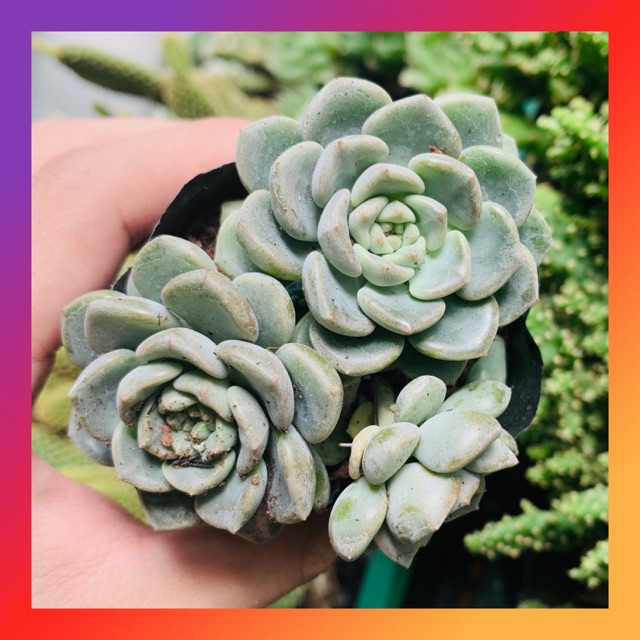 SEN ĐÁ DIỆP HÀ SIZE BÉ SIÊU KHOẺ ĐẸP LỖI 1 ĐỔI 1