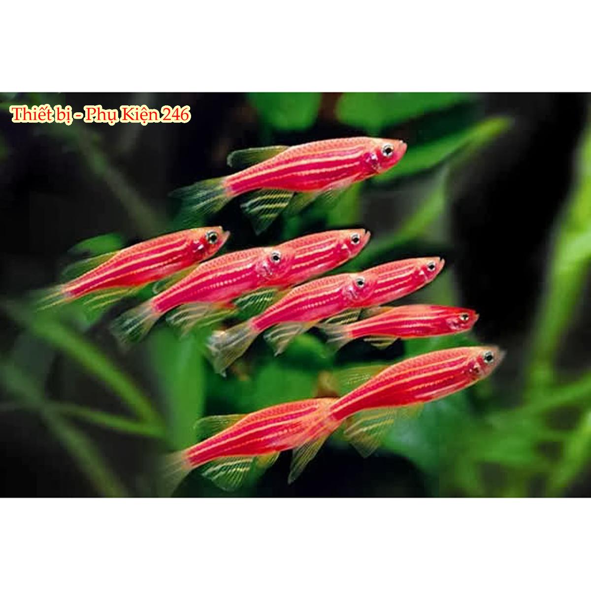 Thức ăn dành cho các dòng cá thủy sinh Miniature