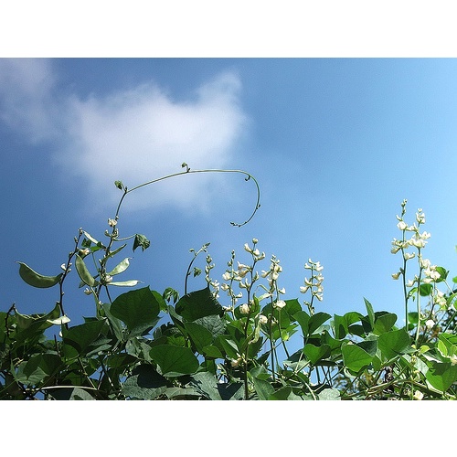 Gói 5gr hạt giống đậu ván xanh