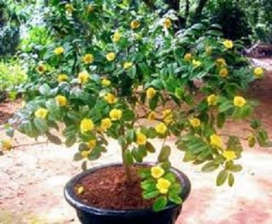 [Học Viện Nông Nghiệp I] combo 4 cây trà hoa vàng ba chẽ quảng ninh
