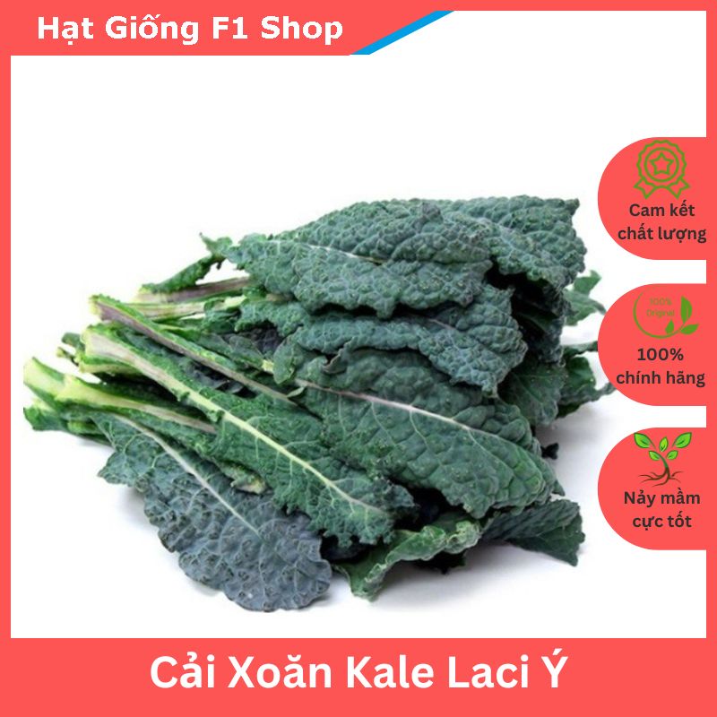 Hạt giống cây cải xoăn kale laci ý chịu nhiệt