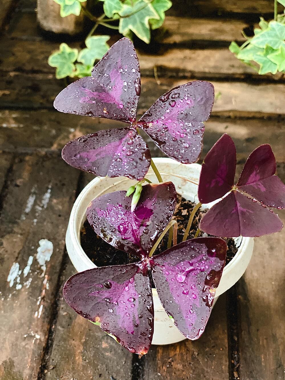 Cây Oxalis Triangularis (Bướm Đêm) 1 củ nhiều thân chậu nhựa