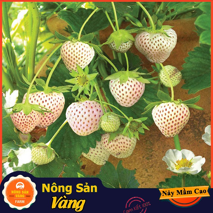 Hạt giống Dâu Tây Dứa (Dâu Tây Trắng) Vị Dễ Nghiền Và Nhiều Giá Trị Dinh Dưỡng (Gói 30 Hạt) - Nông Sản Vàng