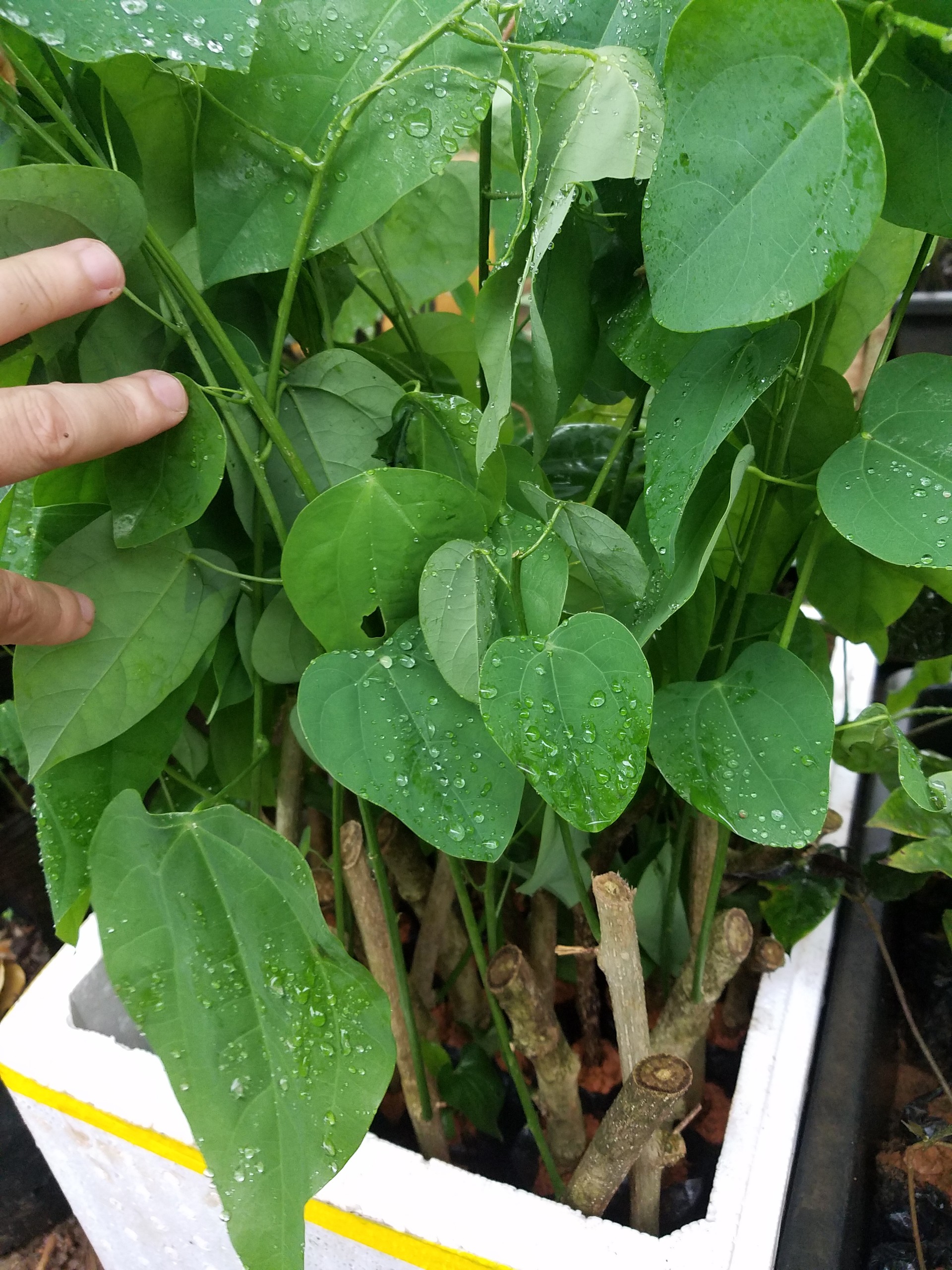 Rau dạ hiến ( bò khai ) - Cây trong bầu