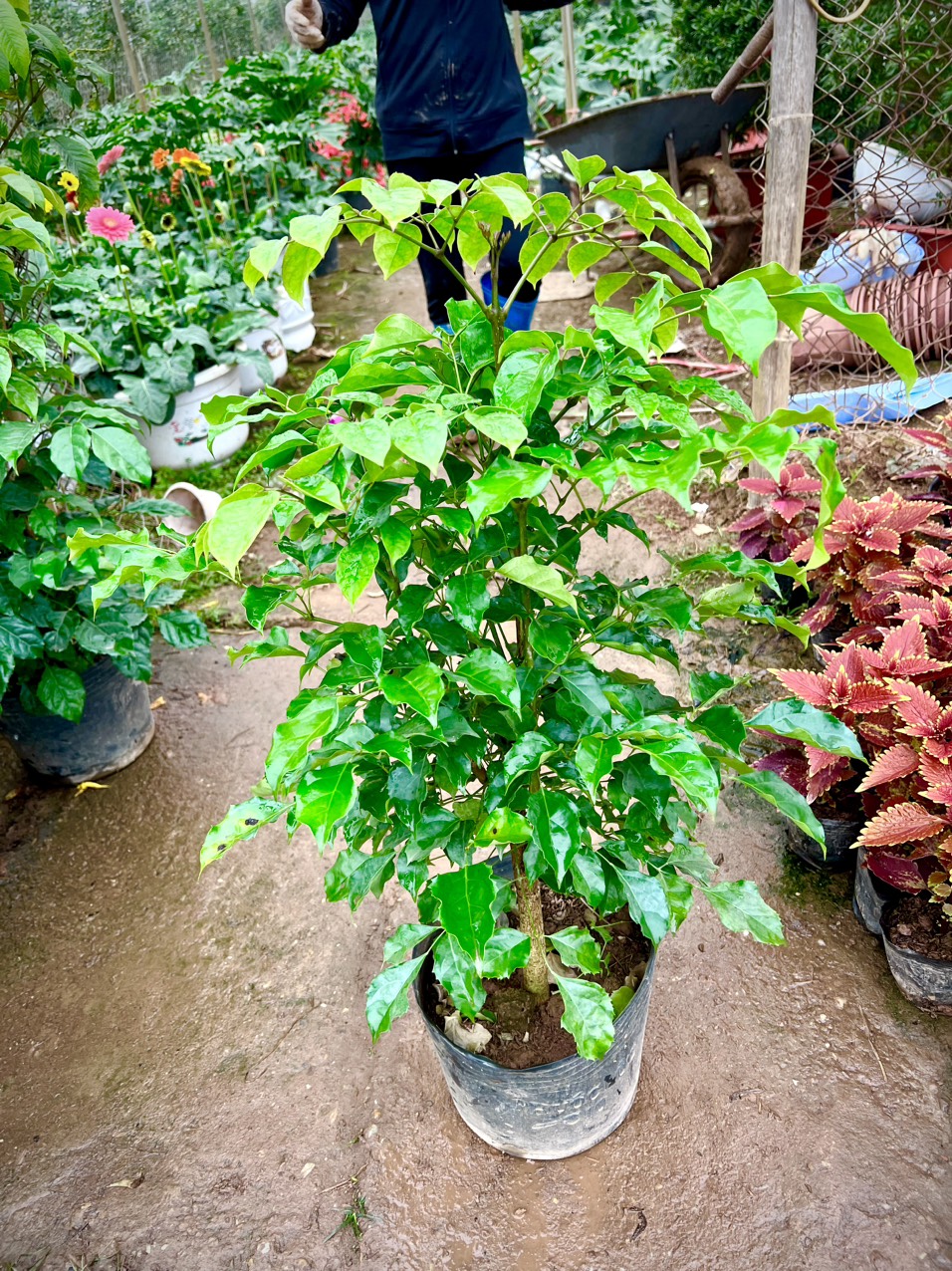 Cây hạnh phúc cao 1m(ảnh thật)