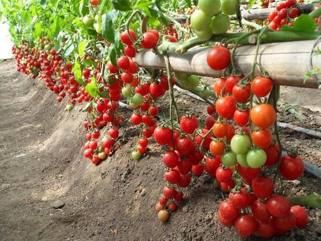 Hạt Giống Cà Chua Cherry Đỏ 0.1gr