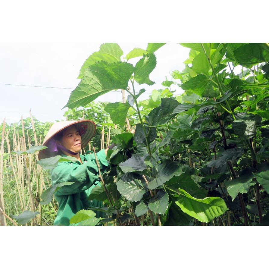 Lá Dâu Tằm Tươi ( 500g)