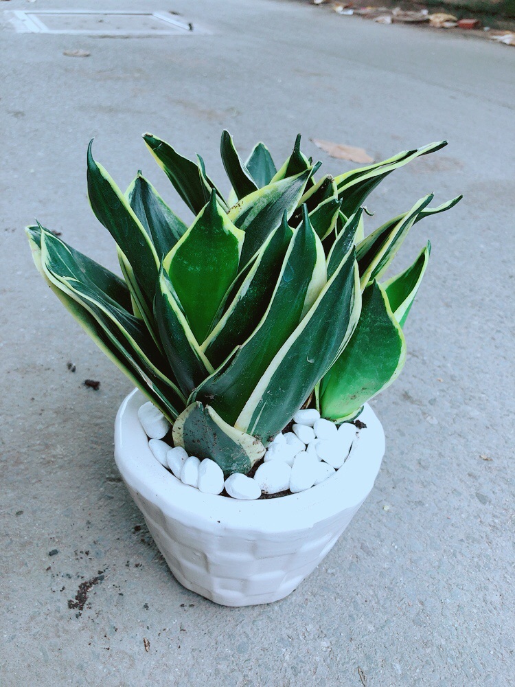[HCM]Chậu Lưỡi Hổ Thái Búp Sen