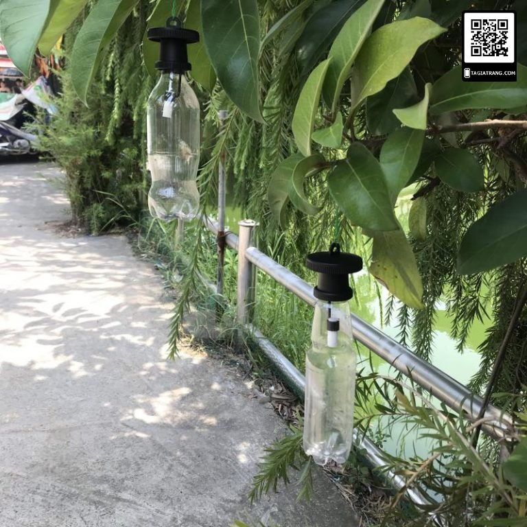 Dụng cụ bẫy ruồi vàng, ruồi giấm NR4C