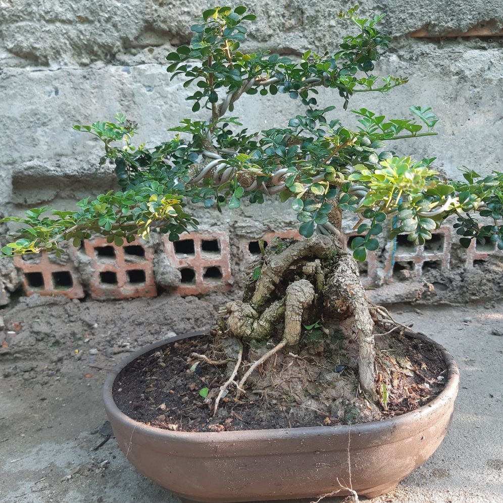 cần thăng bonsai