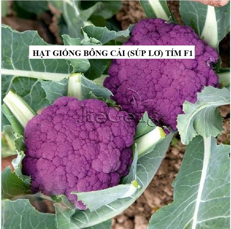 Hạt giống Súp lơ Tím – 20 hạt