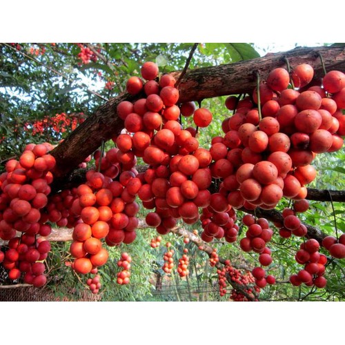 (Cây ăn quả) dâu da đất + tặng ( 0,5kg) phân thỏ hữu cơ