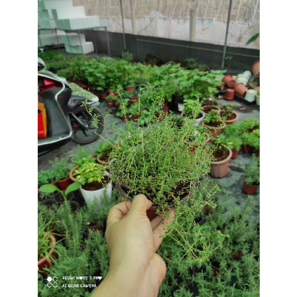 0965008983 thyme ( xạ hương)