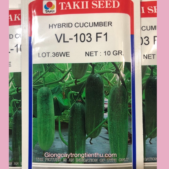 HẠT GIỐNG DƯA LEO VL-103 F1 (gói 10gr)