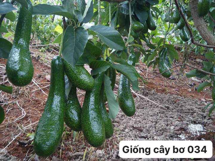cây giống bơ 034 ghép siêu sớm (18 tháng cho trái ) (cây giống đối chứng )