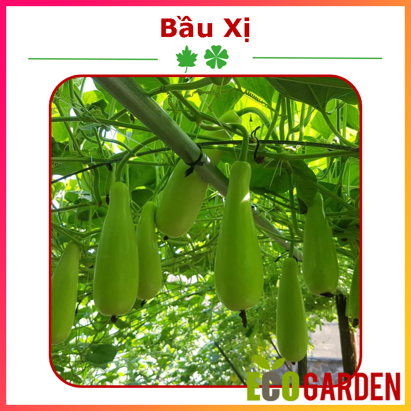 Hạt giống bầu xị lai f1