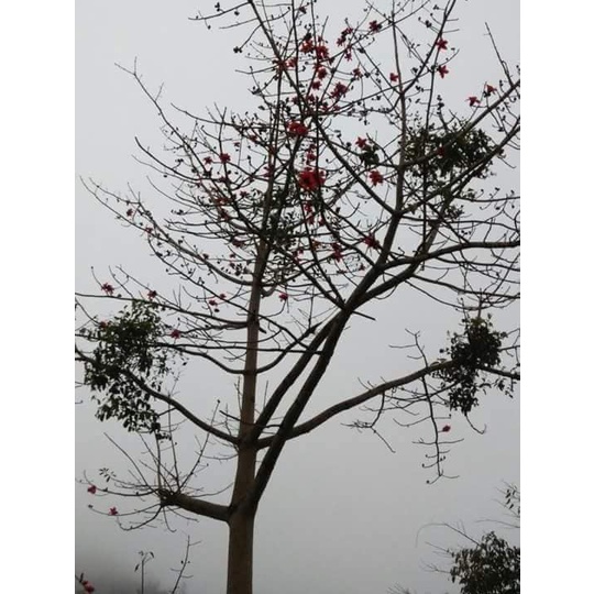 Cây giống Gạo Tía