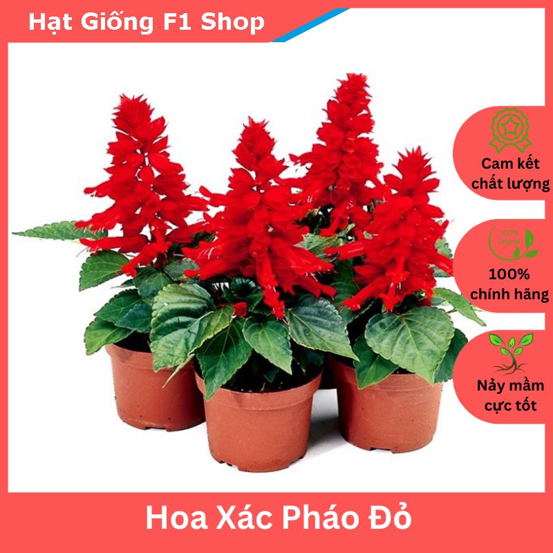 Hạt giống hoa xác pháo đỏ trồng chậu