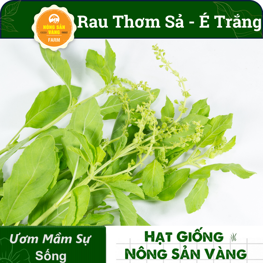 Hạt giống Rau Thơm Sả (É Trắng) Rau Thơm Đặc Biệt Của Miền Trung,  Trồng Quanh Năm (gói 5 gram)- Nông Sản Vàng