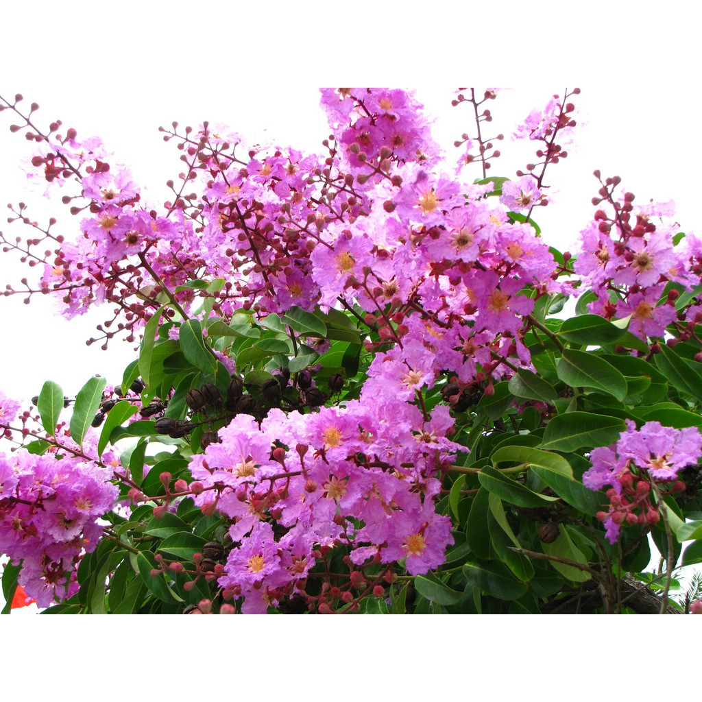 Hạt Giống Hoa Bằng Lăng Tím - Gói 30 Hạt -