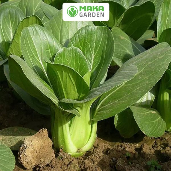 Hạt Giống Đậu Bắp Rado 60  Rạng Đông Gói 20Gram