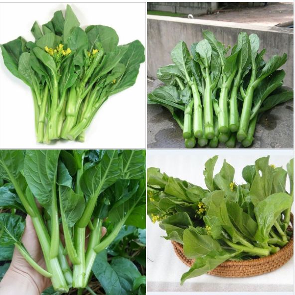 Hạt giống rau cải ngồng xanh-gói 20 gram