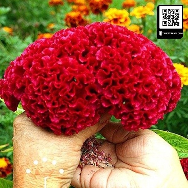 Hạt giống hoa mào gà búa mix màu - Shop hạt giống Tạ Gia Trang