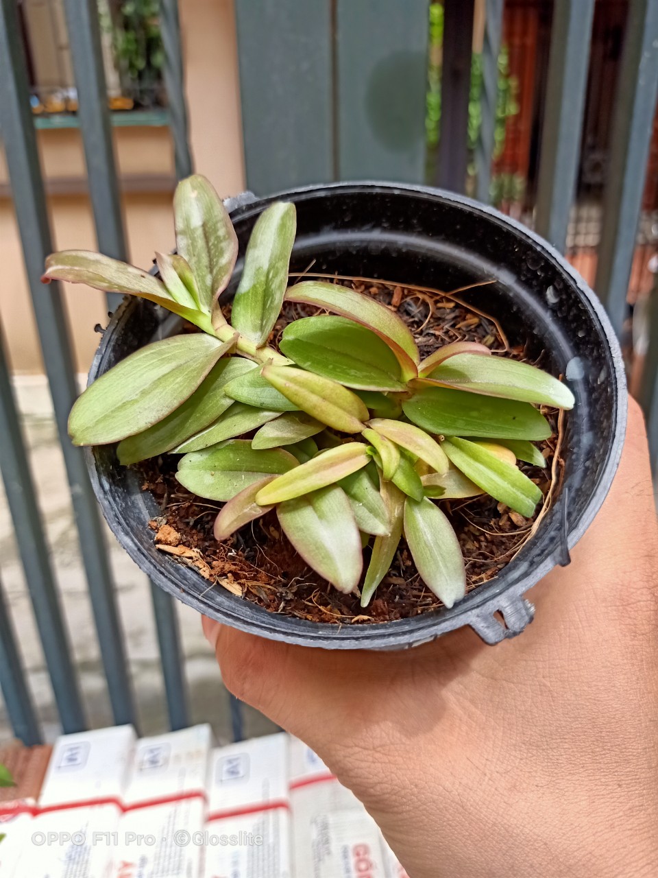 Siêu Phi Điệp Di Linh Tam Bố