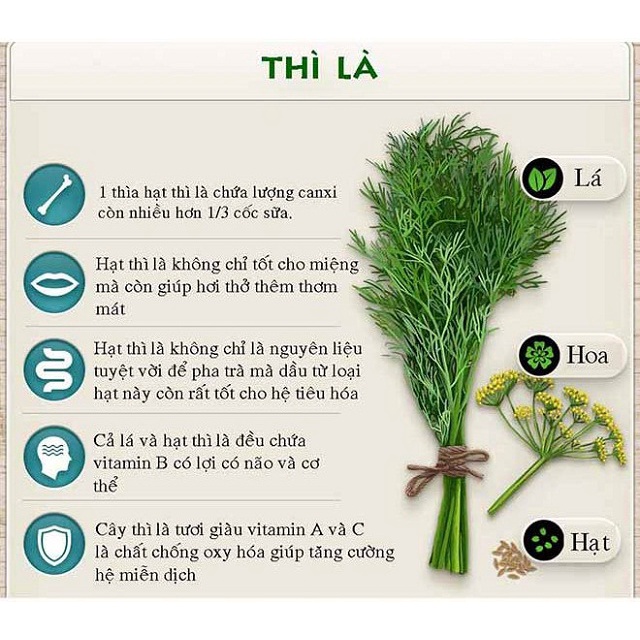 Hạt giống thì là bốn mùa 20gr