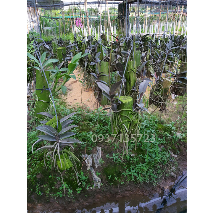 [HCM]cây lan tiểu hồ điệp màu tím