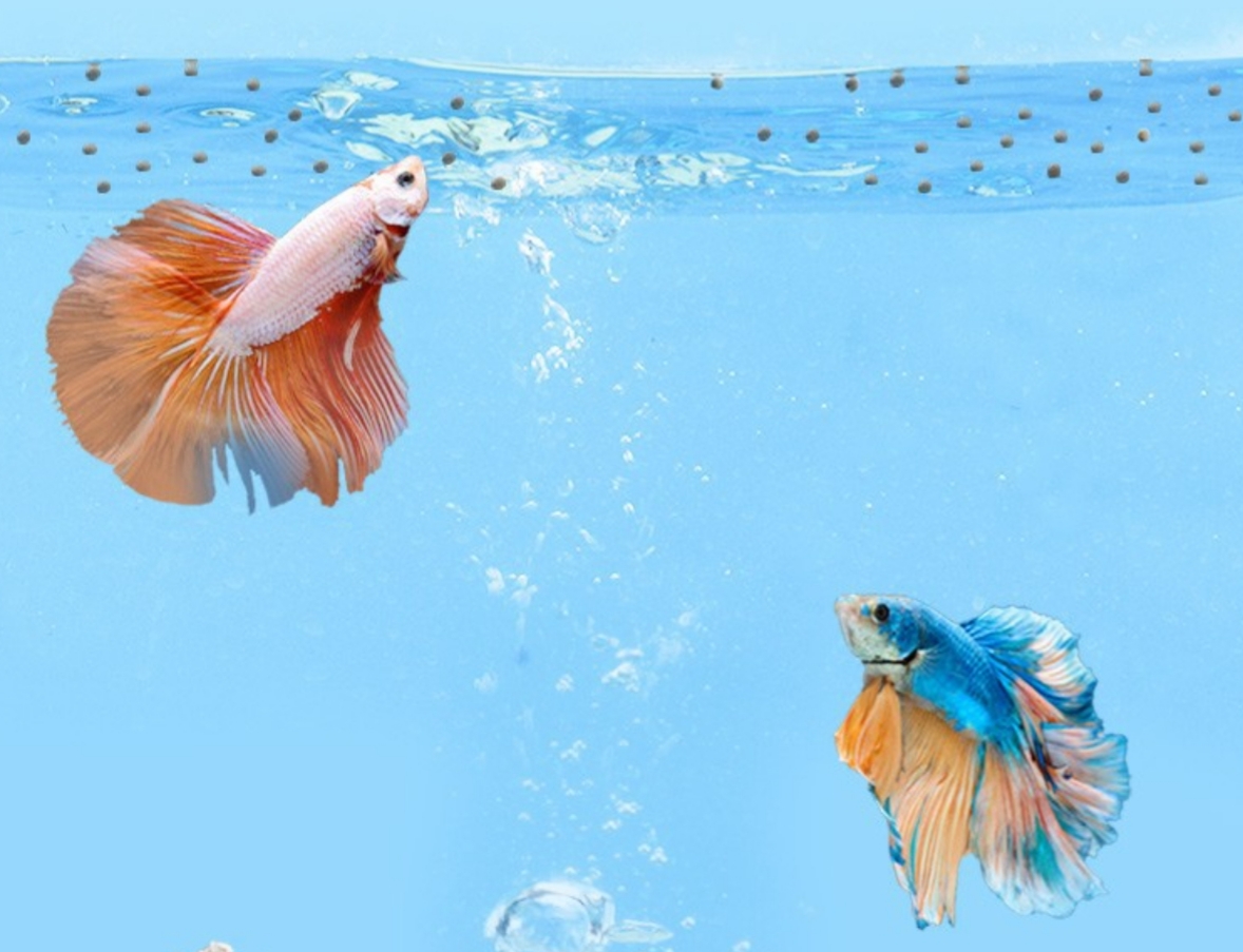 Thức ăn cho cá betta , thức ăn Yee