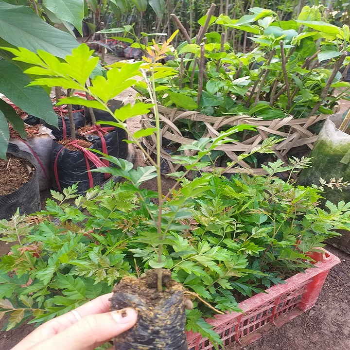 5 CÂY LÁT HOA GIỐNG, CÂY GỬI ĐI NGUYÊN BẦU ĐẤT