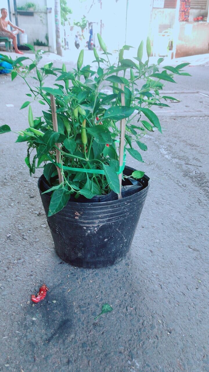 Ớt chỉ thiên
