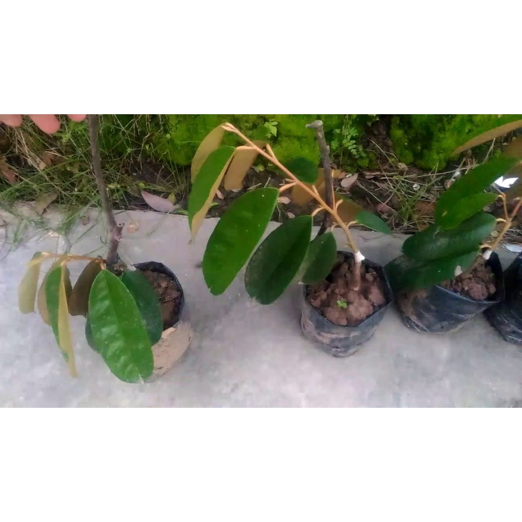 XTRA CÂY GIỐNG SẦU RIÊNG RUỘT ĐỎ