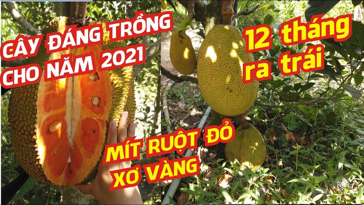 Cây Giống Mít Ruột Đỏ Sơ Vàng Indonesia