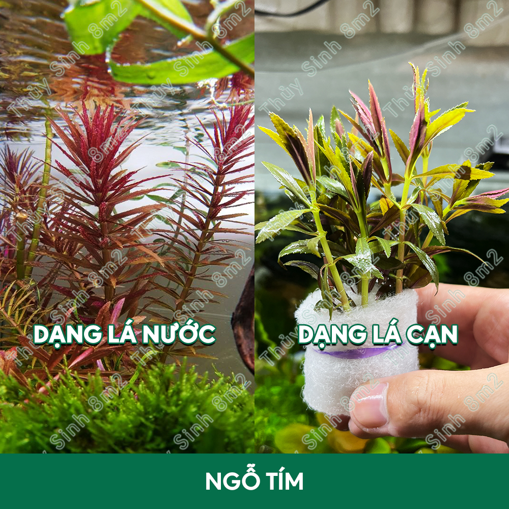 Cây ngổ tím, cây dừa sing | cây thủy sinh hậu cảnh, cắt cắm | 8m2